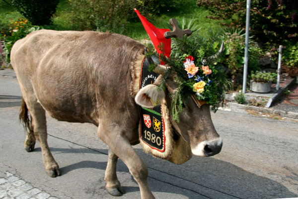 Alpabzug Bauen Seelisberg