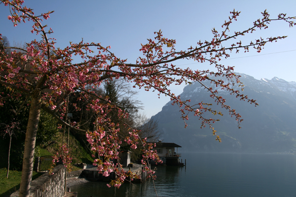 Blick ber den Urnersee