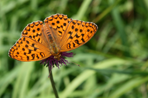 Schmetterling