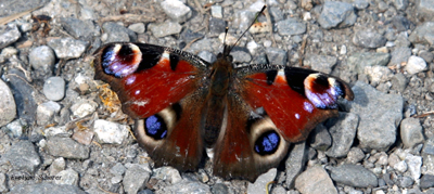 Schmetterling Pfauenauge