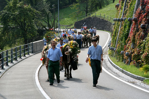 Alpabzug via Bauen nach Seelisberg