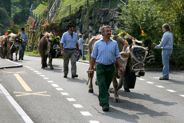 Alpabzug via Bauen nach Seelisberg