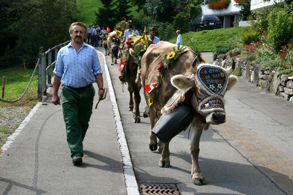 Alpabzug Bauen Seelisberg