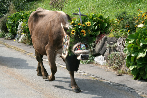 Alpabzug Brauchtum