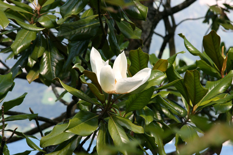 Immergruene Magnolien