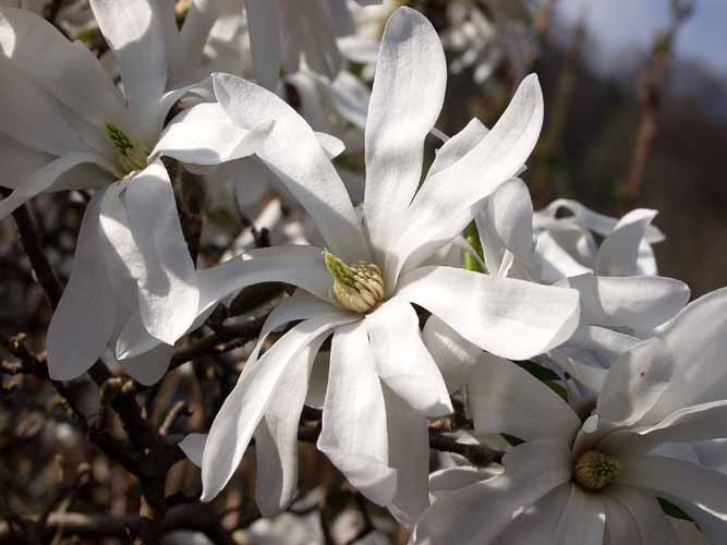 Garten Blumen