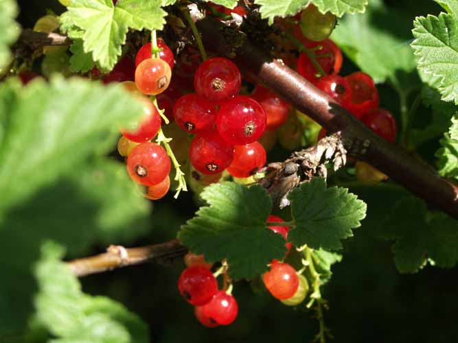 rote Johannisbeeren