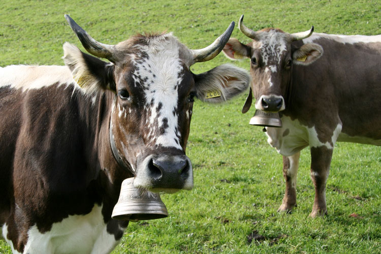 Bauen Feldmoos Waseneggli Furggelen Isenthal Isleten