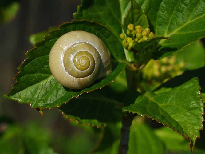 Schnecke