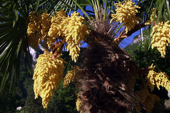 Chinesische Hanfpalme