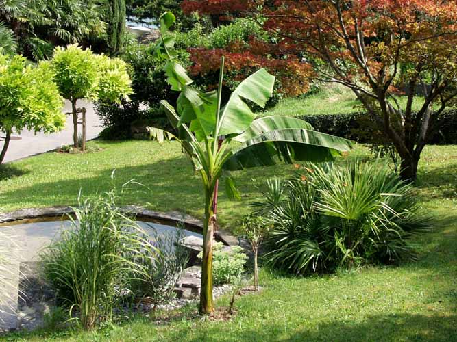 Vegetation in Bauen Bananenbaum