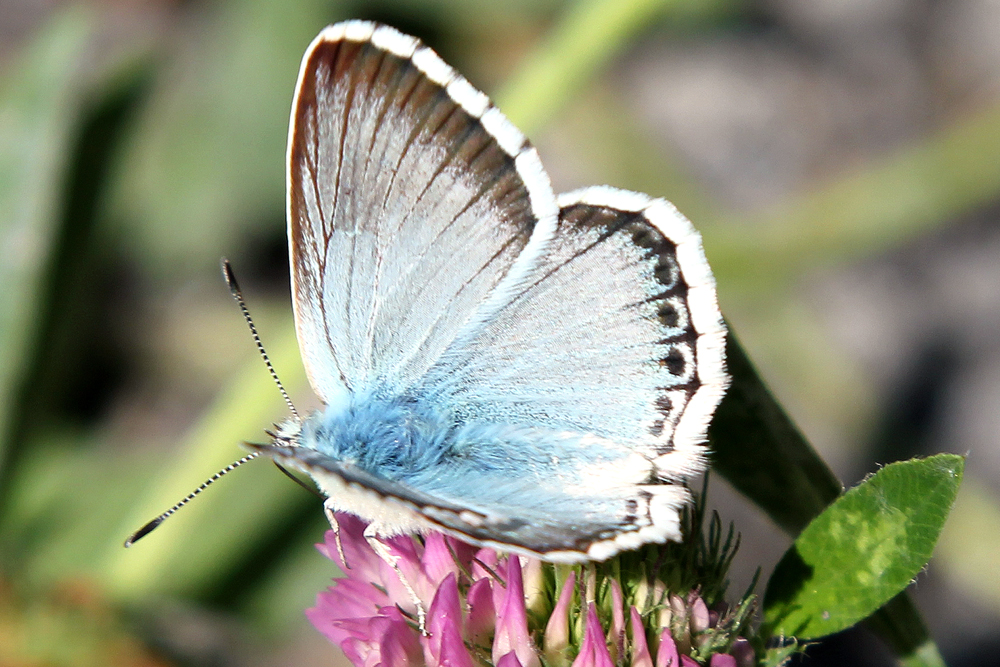 Schmetterling