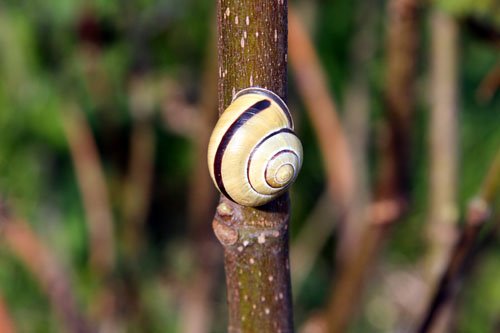 Schnirkelschnecke