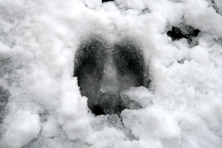 Hirschspuren Vor der Haustuere nach Schneefall