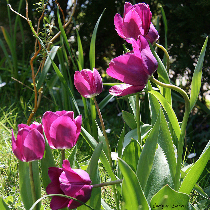 Tulpen