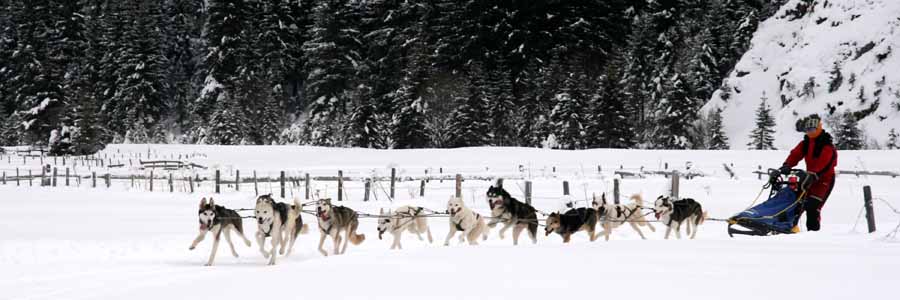 Urnerboden Winter Husky Uri