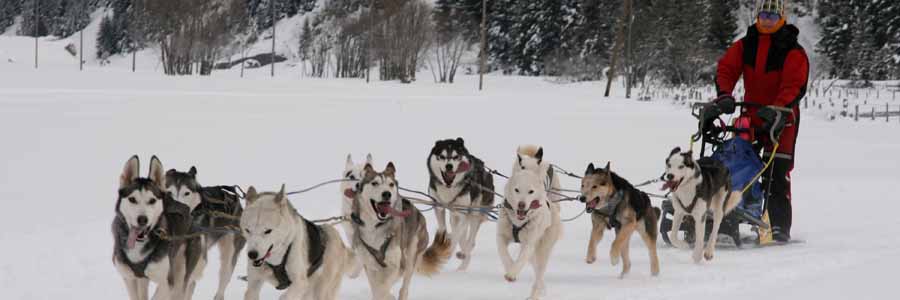 Urnerboden Winter Husky Uri